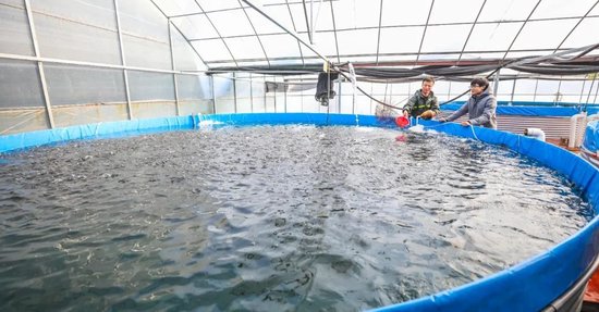 实现鲈鱼育苗、繁殖、推广一体化模式